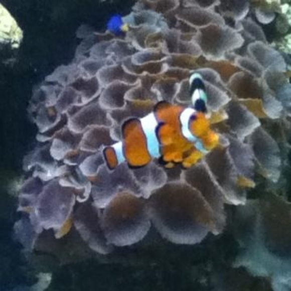 Meet your Posher, Luca - Picture 1 of 1